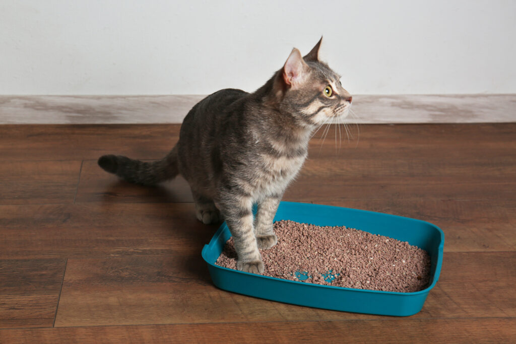 Constipation Chez Le Chat Que Faire Magazine Zooplus Constipation Chez Le Chat Que Faire Magazine Zooplus