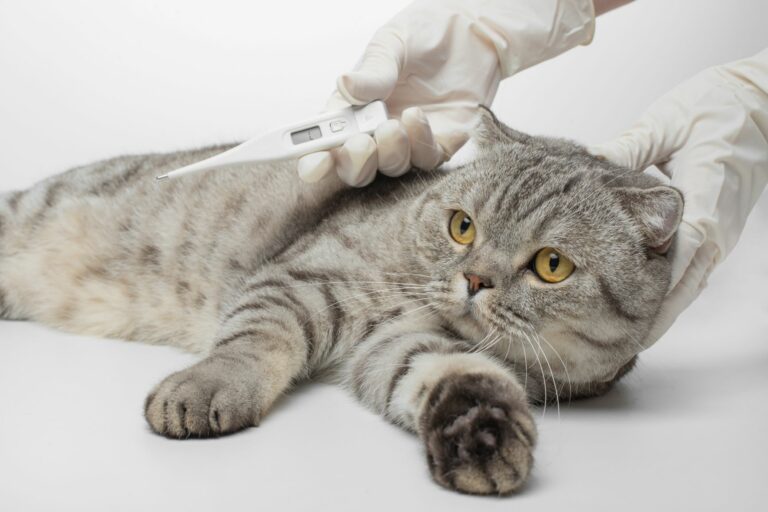 La Fievre Chez Le Chat Causes Et Traitements Magazine Zooplus La Fievre Chez Le Chat Causes Et Traitements Magazine Zooplus