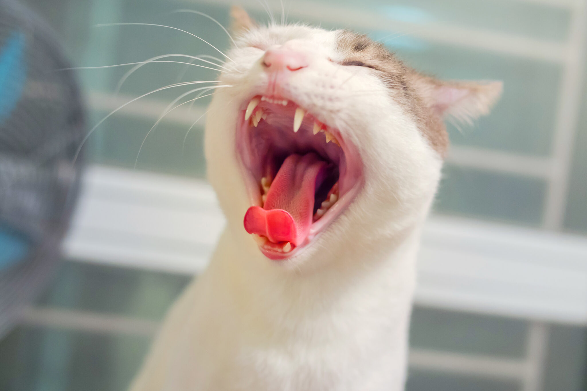 La gingivite chez le chat maladie des gencives Magazine zooplus