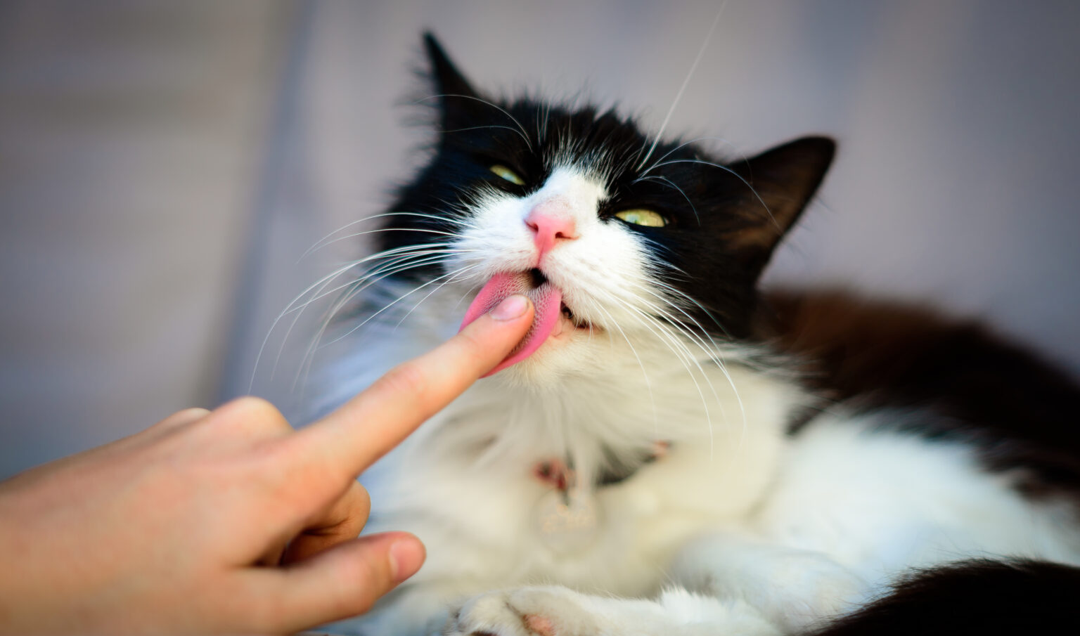 Mon chat me lèche pourquoi et que faire ? Magazine zooplus