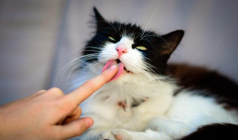 mon chat me lèche : pourquoi et que faire ?