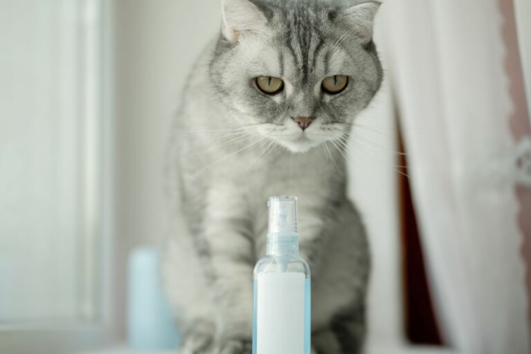 Phéromone pour chat : quels avantages ?