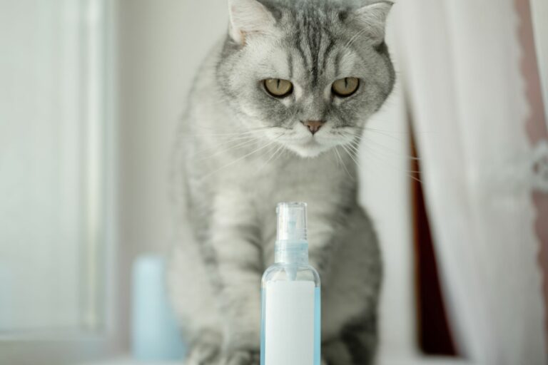 Le chat gris devant des phéromones pour chats