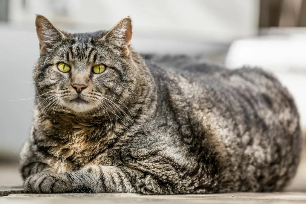 Chat en surpoids