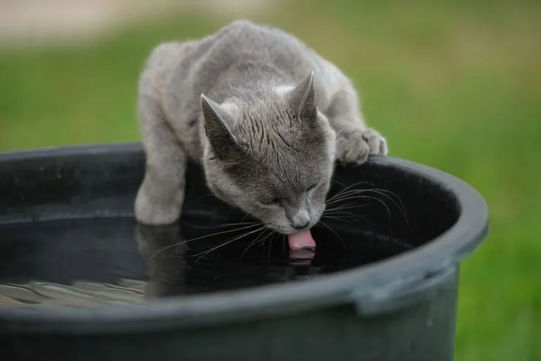 Un chat gris boit dans un seau Un chat gris boit dans un seau