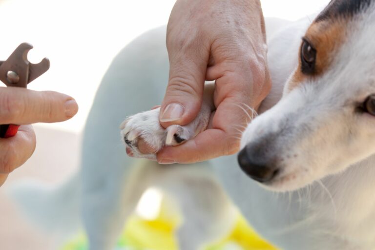 un chien blanc se fait couper les griffes