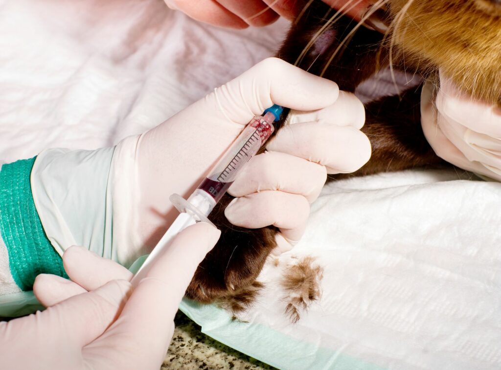Le test sanguin est un moyen de diagnostiquer le diabète chez le chat