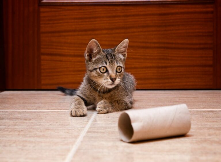 5 idées de jouets pour chat à faire soimême Magazine zooplus