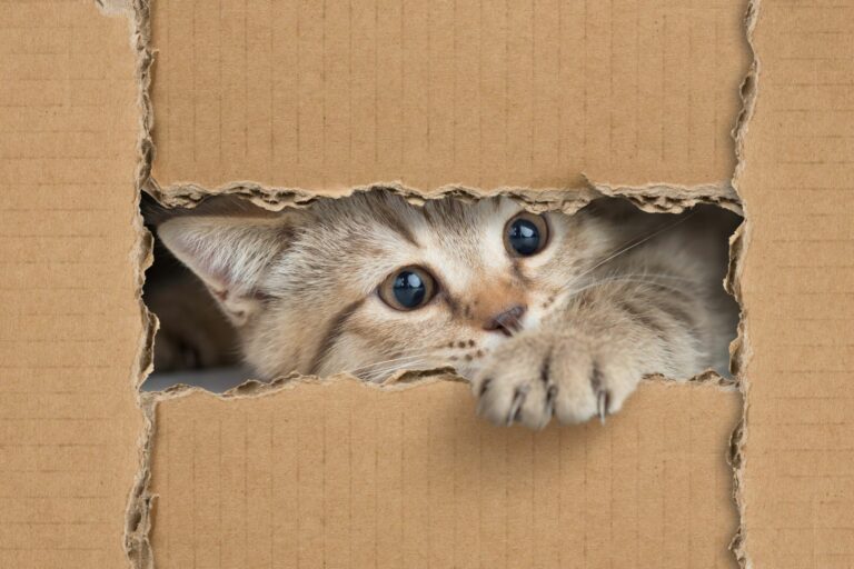 un petit chat est dans une boîte en carton et joue avec des jouets pour chat