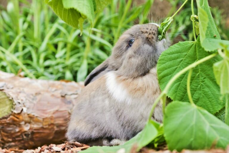 un lapin mange des feuilles