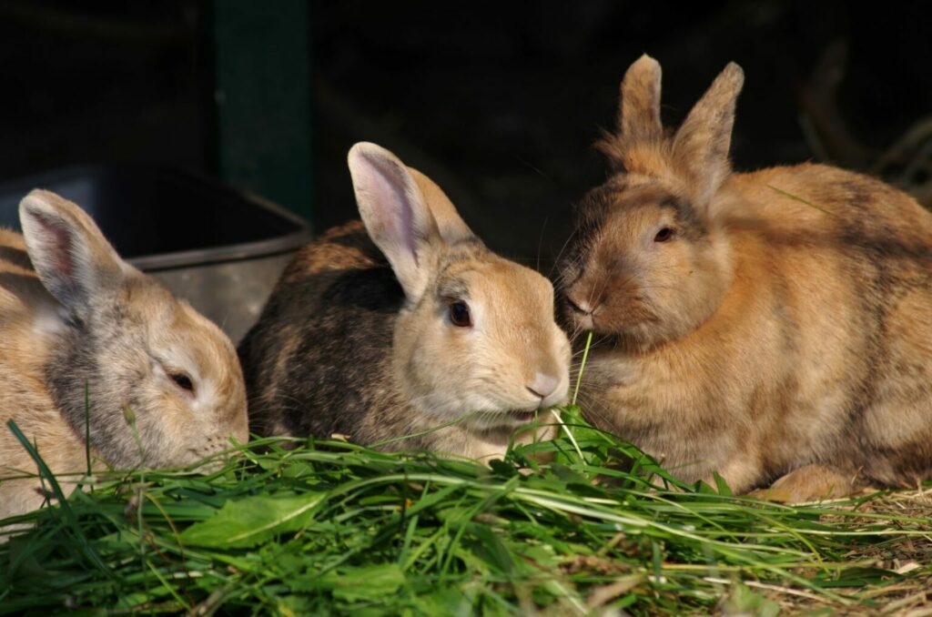Alimentation de lapins à base de fourrage