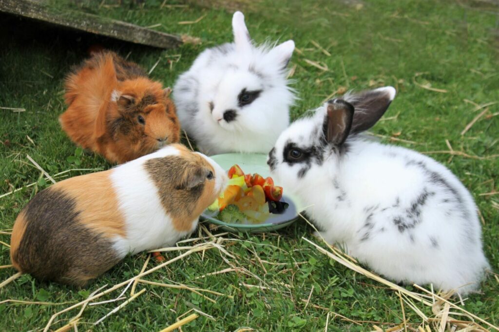Alimentation de lapins