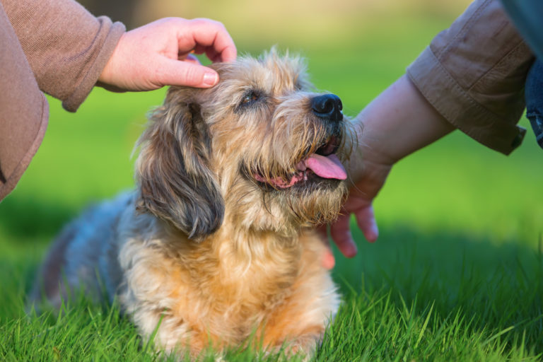 5 bonnes raisons d'adopter un chien âgé