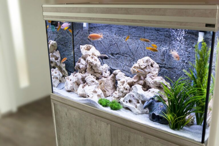 Quelle décoration pour un aquarium d'eau douce ?