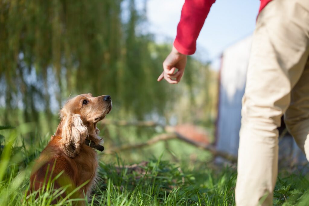 vieux cocker spaniel dans l'herbe