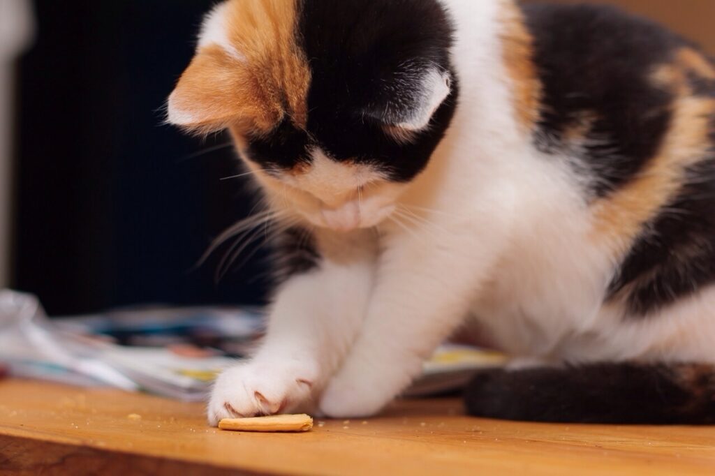 Friandise pour chat fait maison : 3 recettes | Magazine zooplus