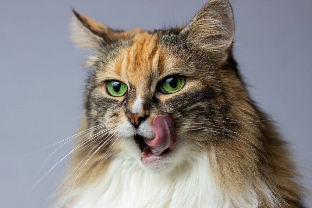 Friandise pour chat fait maison 3 recettes Magazine zooplus Friandise pour chat fait maison 3 recettes Magazine zooplus
