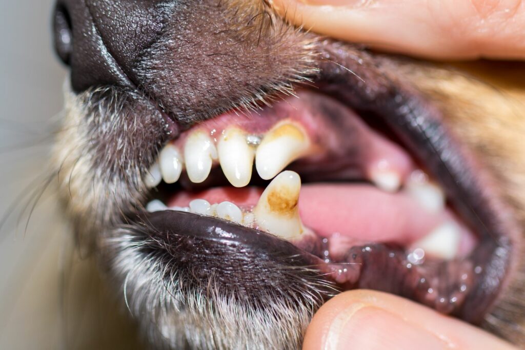 une mauvaise hygiène dentaire chez le chien