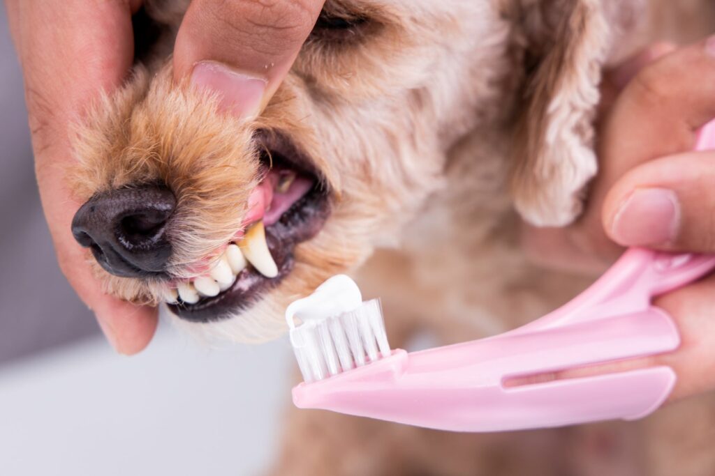 brosse à dent spéciale pour chien afin d'avoir une bonne hygiène dentaire chez le chien