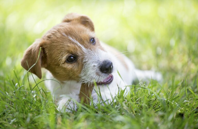 un chien brun et blanc mange un os pour une bonne hygiène dentaire