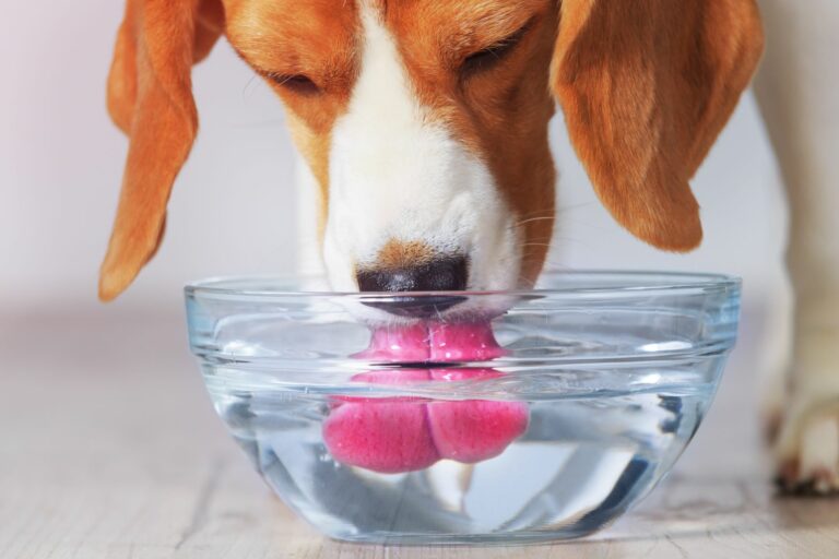 un des symptômes de l'insuffisance rénale chez le chien peut être une consommation accrue d'eau