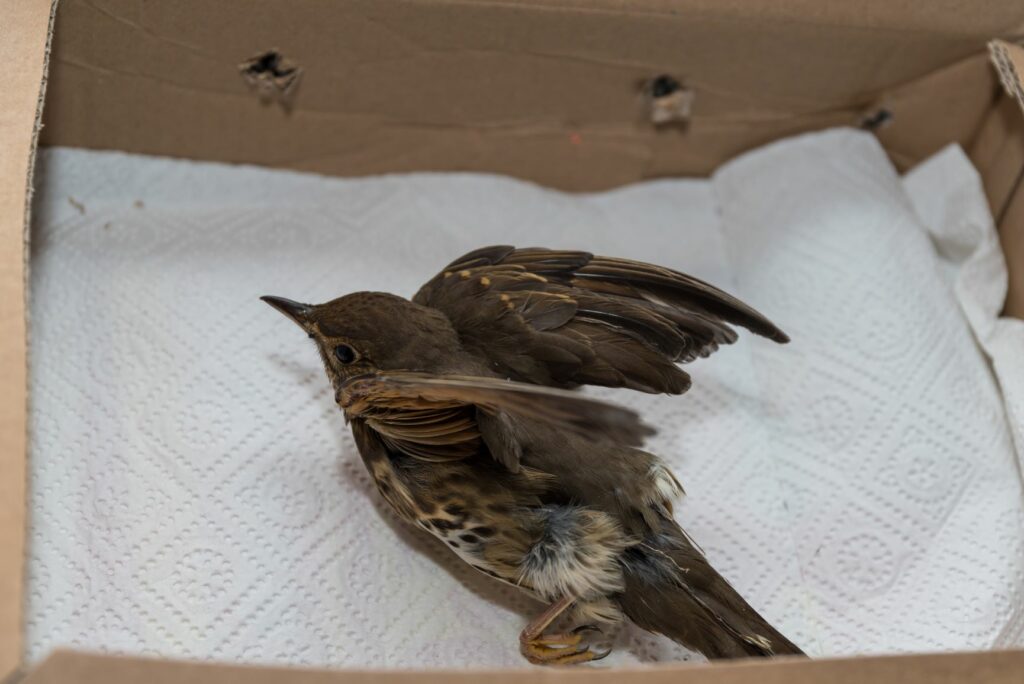 un oiseau blessé dans une boîte en carton