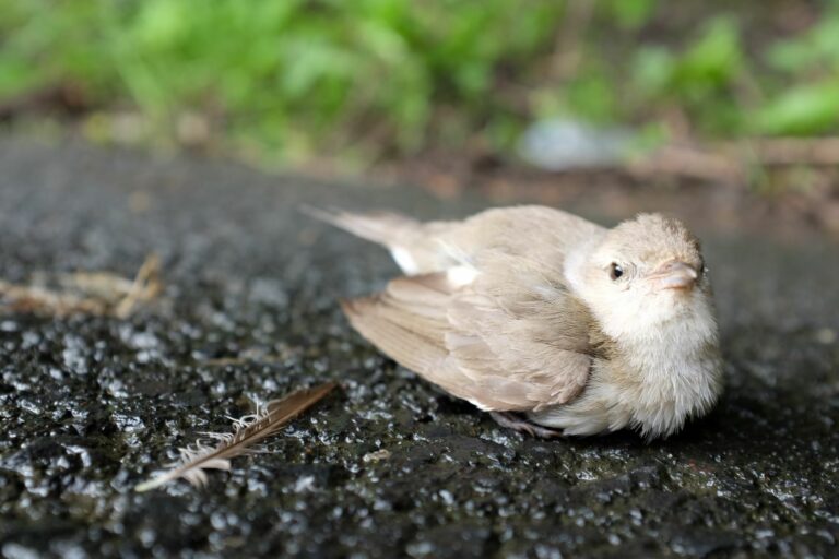 un oiseau gris assis à l'extérieur