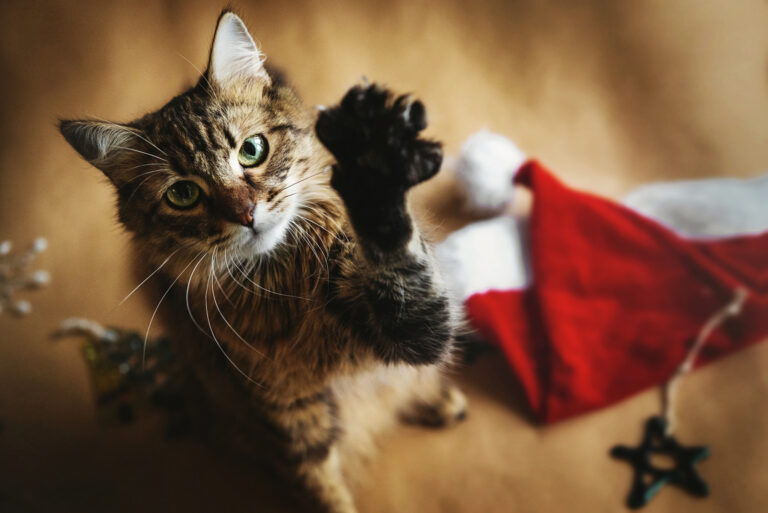 chat à noël