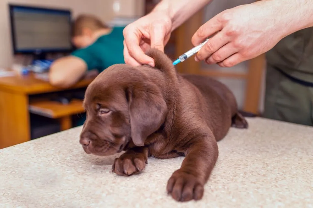 Un chiot Labrador Retriever se fait vacciner