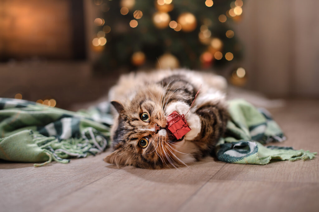 chat qui joue avec cadeau de noel