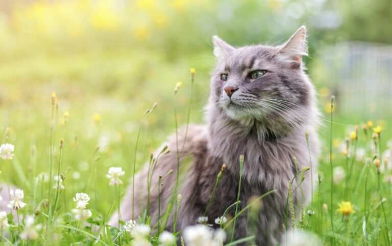 plantes et asthme chez le chat