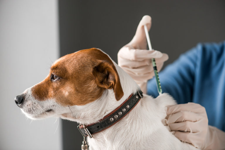un chien se fait vacciner chez un vétérinaire