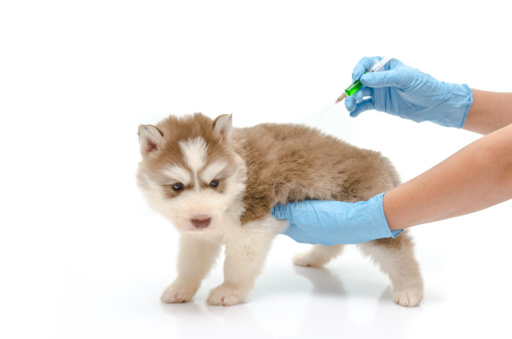 un chien se fait vacciner chez le vétérinaire