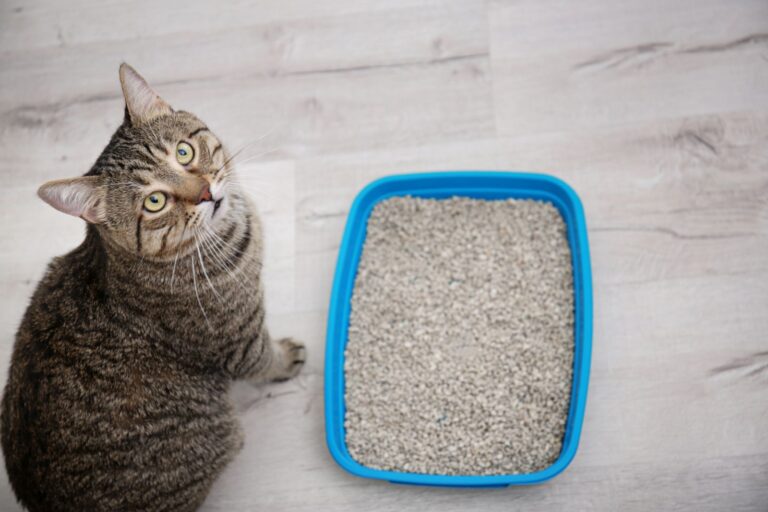 Quelle est la meilleure litière pour chat ?