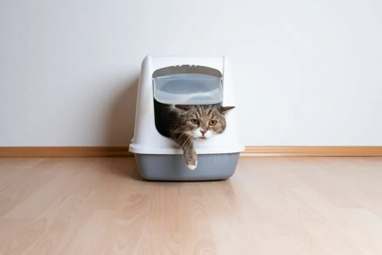 mon chat a du sang dans les urines chat sortant de la litière avec du sang dans les urines