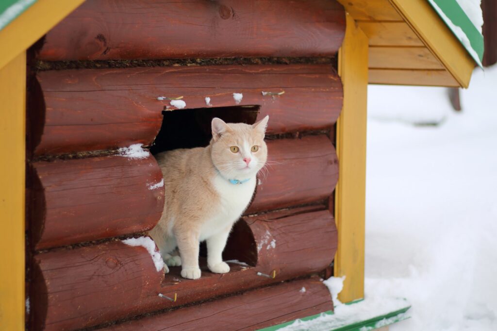 chat en hiver