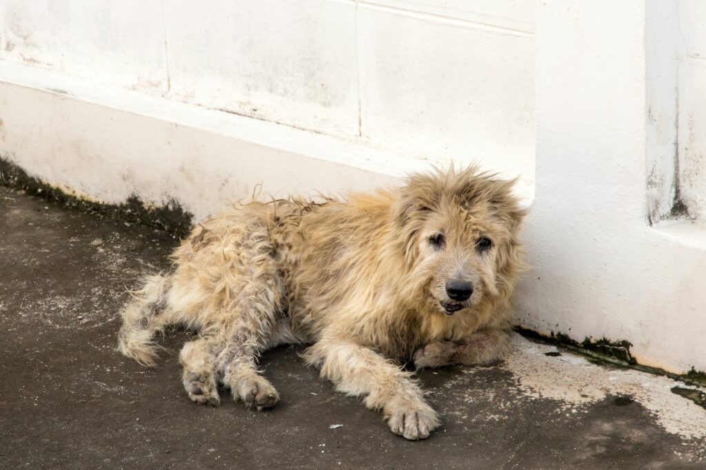 un chien errant affamé dans la rue