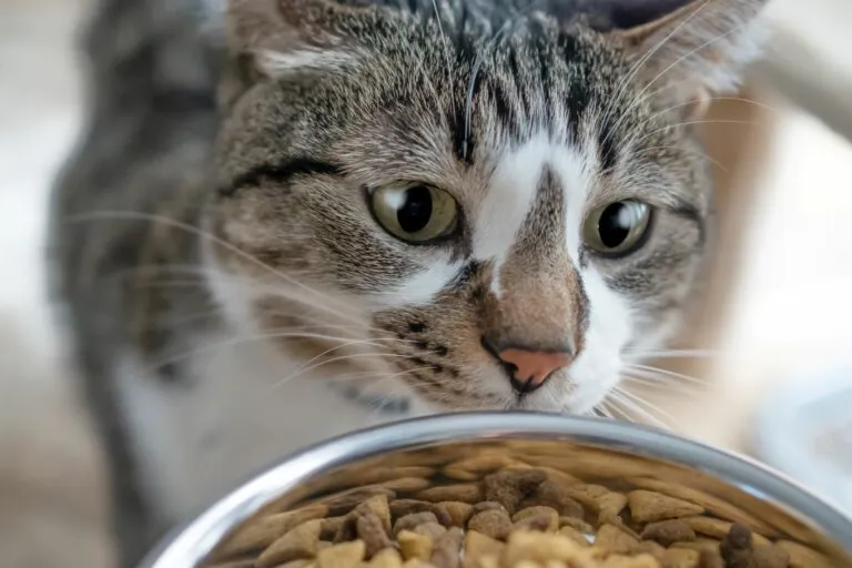 quelle quantité de nourriture donner à mon chat un chat regarde de la nourriture pour chat dans sa gamelle