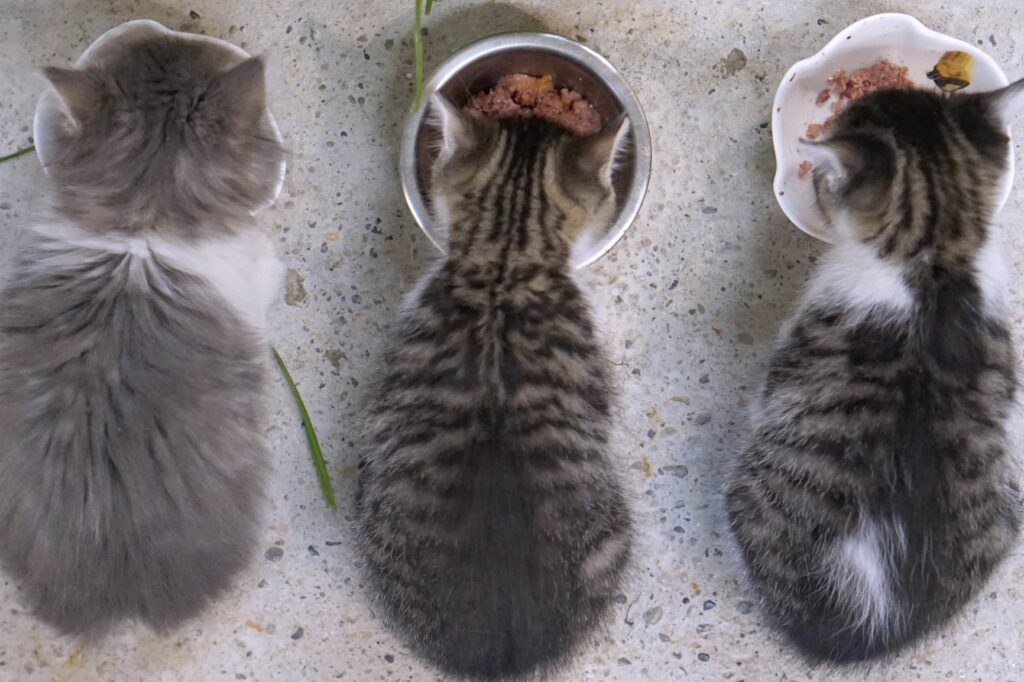 Chaton 0 donner