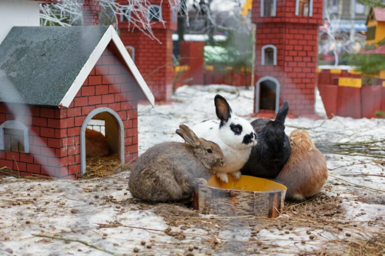 Mon Lapin A La Diarrhee Que Faire Magazine Zooplus Mon Lapin A La Diarrhee Que Faire Magazine Zooplus