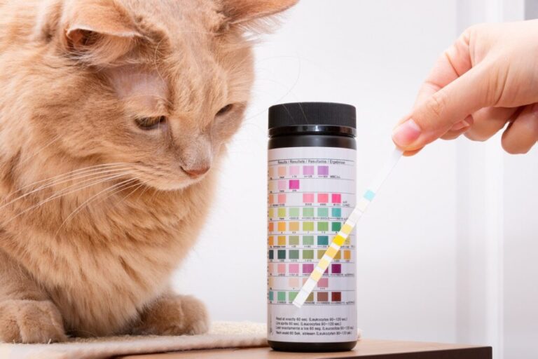 Mon chat a du sang dans les urines Magazine zooplus