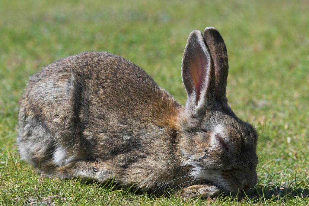 lapin adulte gris dans l'herbe