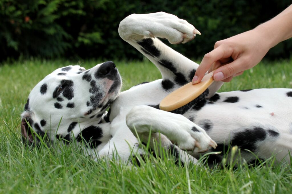 chien et entretien du pelage