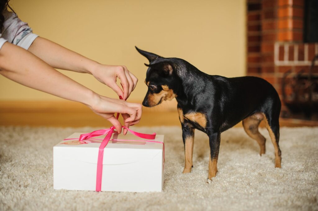 Saint-Valentin : idées de cadeaux pour chien