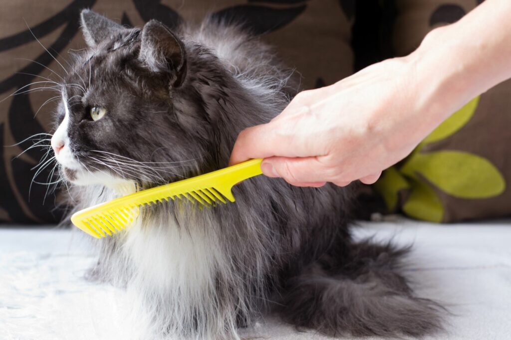 chat et entretien du pelage