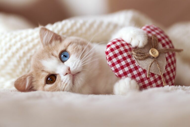 saint-valentin idées de cadeaux pour chat