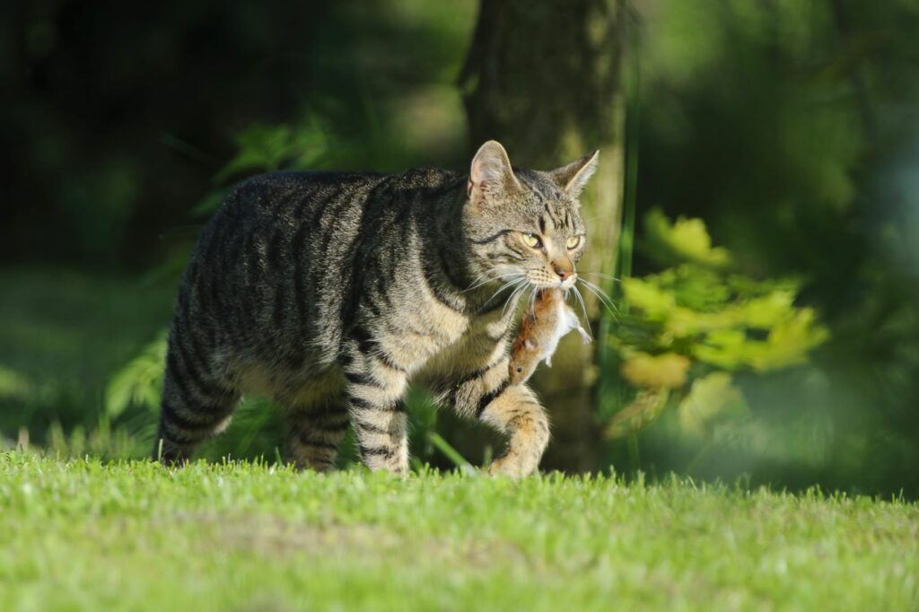 chat à l'extérieur dans le jardin observant la zone, en portant une