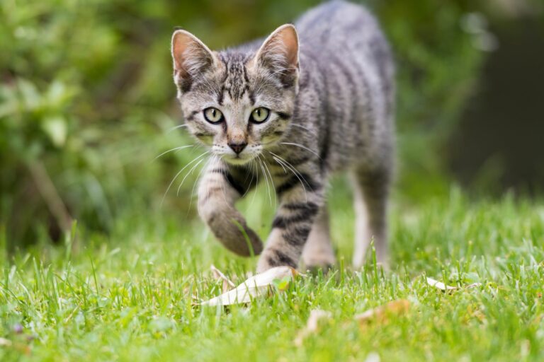 Chats D Exterieur Precautions A Prendre Magazine Zooplus