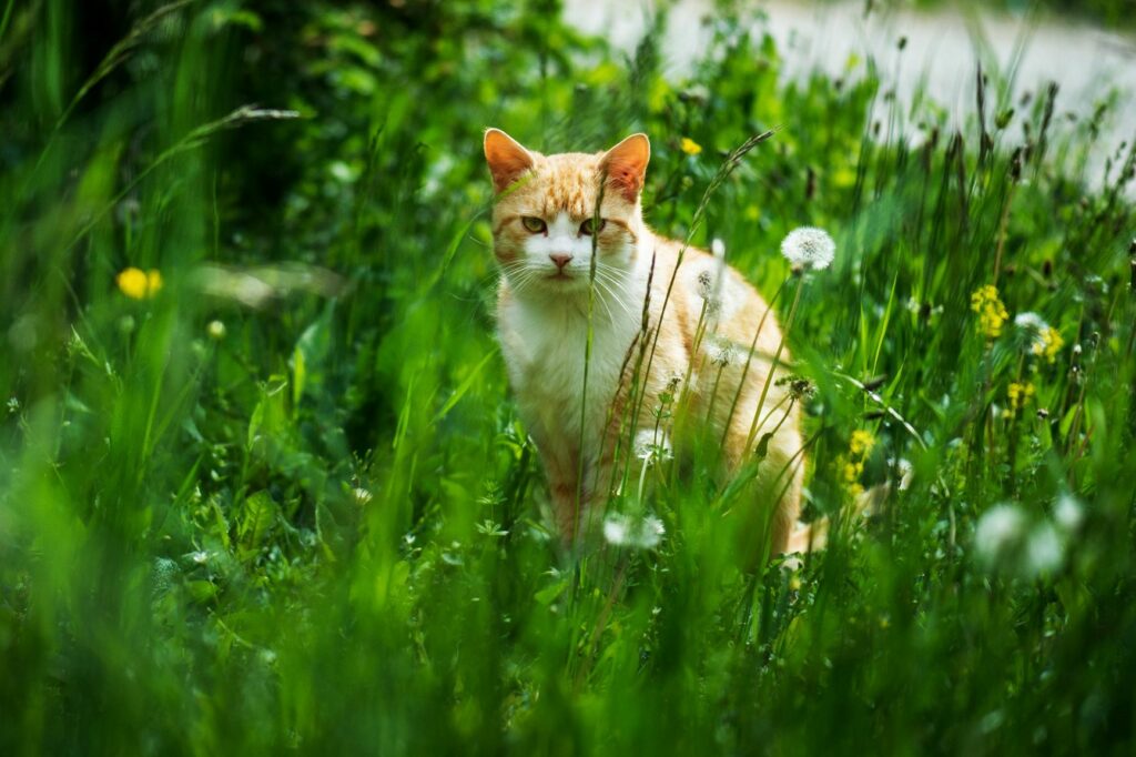 chat d'extérieur : précautions à prendre