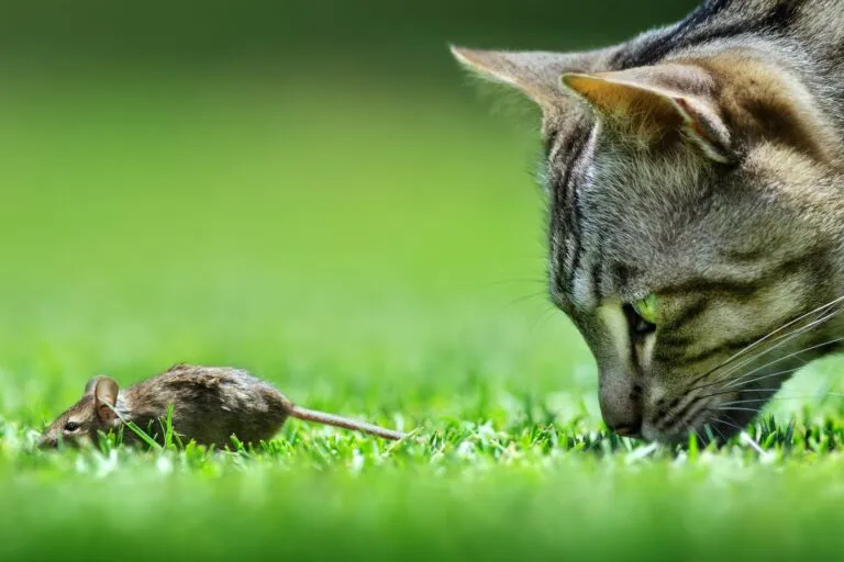 le vermifuge le vermifuge pour les chats